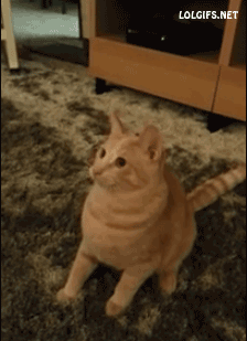 냥이의 엄청난 순발력.gif | 인스티즈