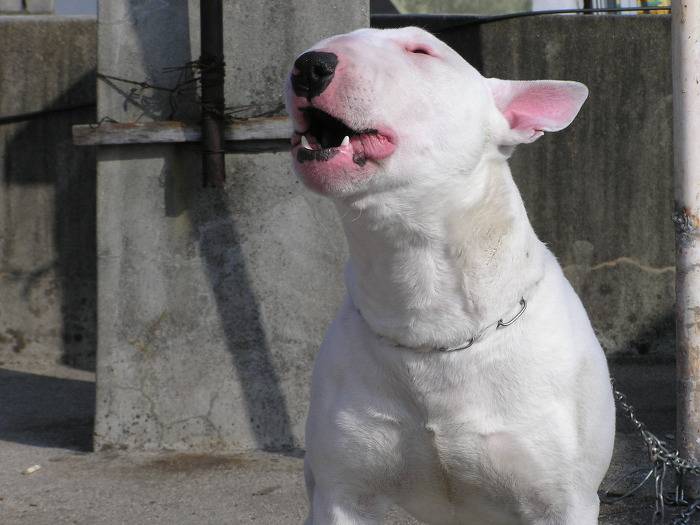 견종 이야기 - 불 테리어 | 인스티즈