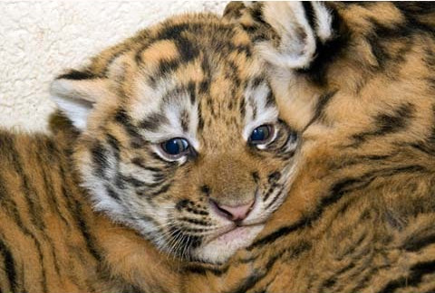 새끼 호랑이.jpgif | 인스티즈