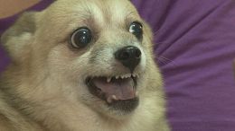 우리 선조들이 고봉밥으로 겁나 많이 드시면서도 살이 별로 찌지 않았던 이유.txt | 인스티즈