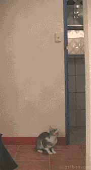 냥이의 엄청난 순발력.gif | 인스티즈