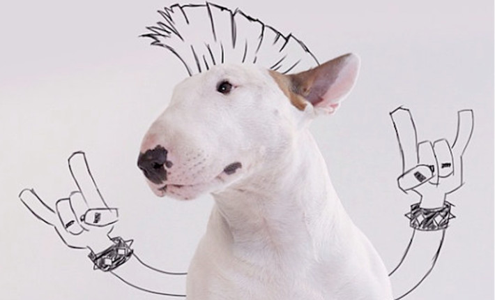 견종 이야기 - 불 테리어 | 인스티즈