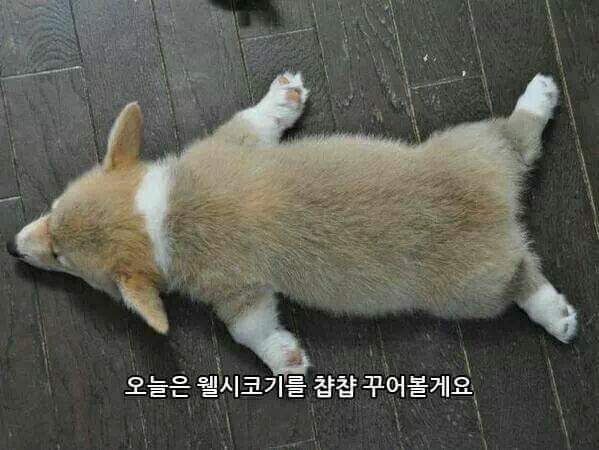 웰시코기 굽기.JPG | 인스티즈