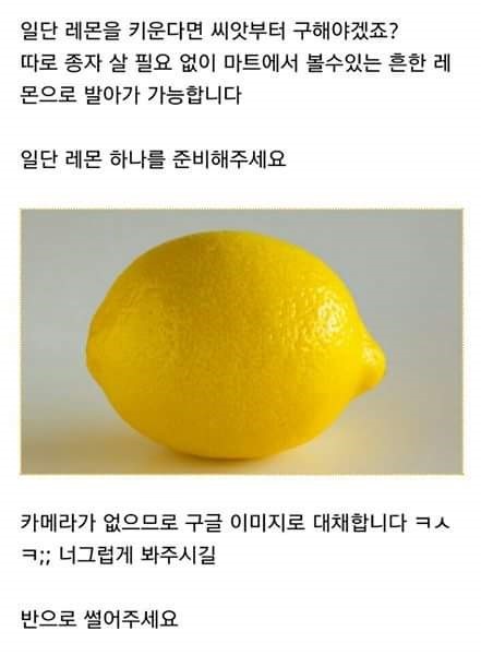 집에서 레몬 키우기 | 인스티즈