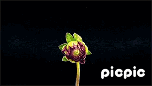 꽃이 만개하는 모습 | 인스티즈