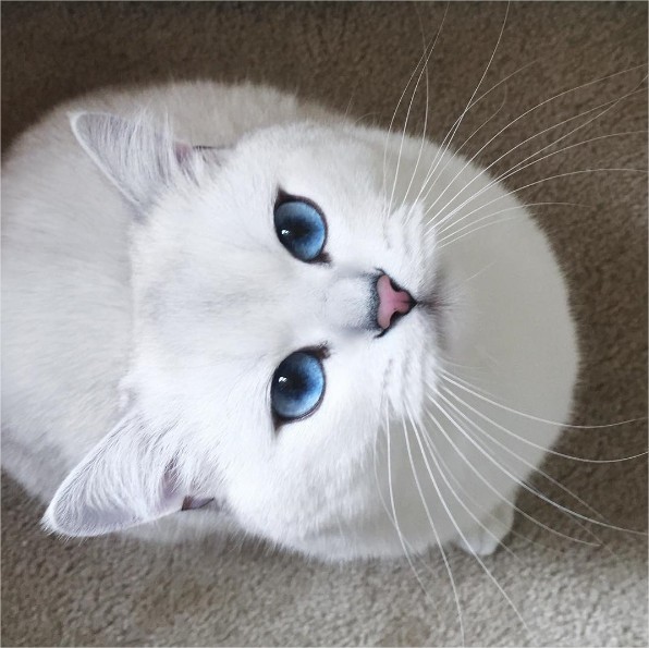 눈에 우주를 담은 고양이 | 인스티즈