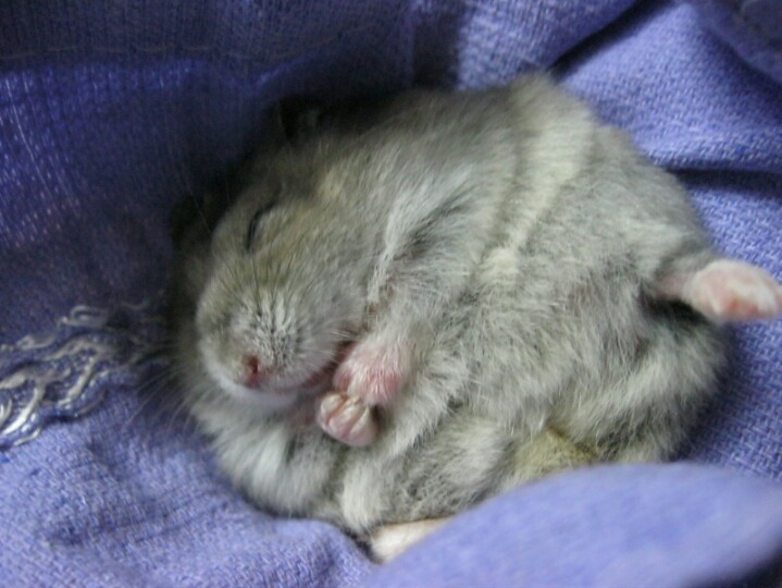 잠자는 햄토리들 | 인스티즈