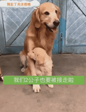 새끼 못 만지게 하고 싶은 리트리버의 사연 | 인스티즈