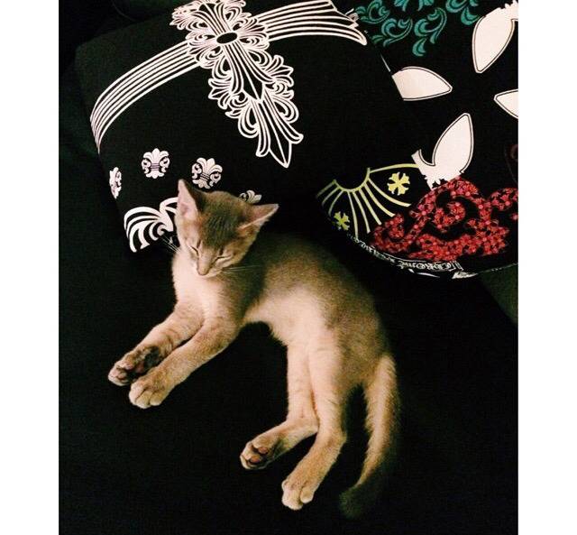 지디네 고양이.jpgif | 인스티즈