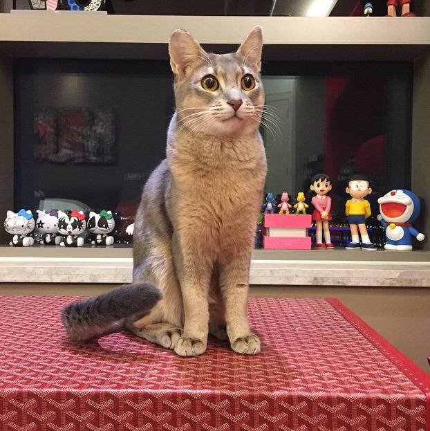 지디네 고양이.jpgif | 인스티즈