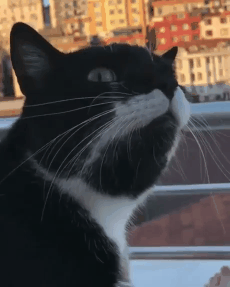 고장난 냥이 | 인스티즈