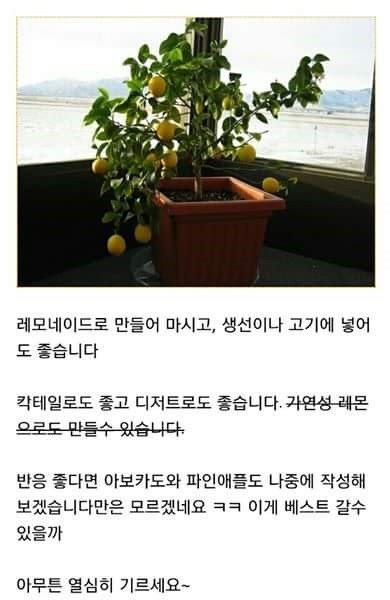 집에서 레몬 키우기 | 인스티즈