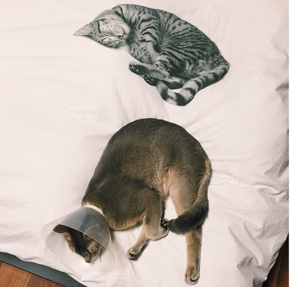 지디네 고양이.jpgif | 인스티즈