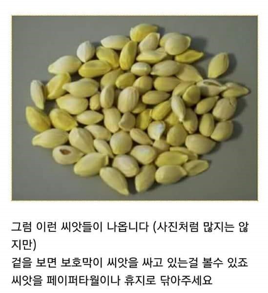 집에서 레몬 키우기 | 인스티즈