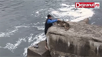 강아지를 구해주었다.gif | 인스티즈