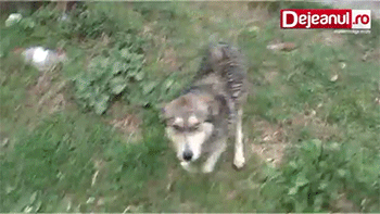 강아지를 구해주었다.gif | 인스티즈