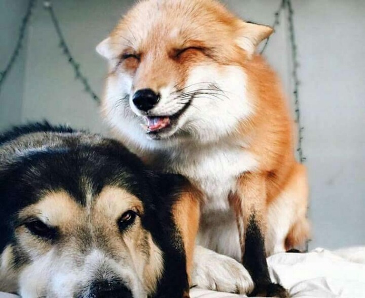 친하게 지낸다는 강아지와 여우 | 인스티즈