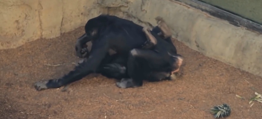 우리가 몰랐던 동물들의 기묘한 성욕 (다소 놀라움 주의) | 인스티즈