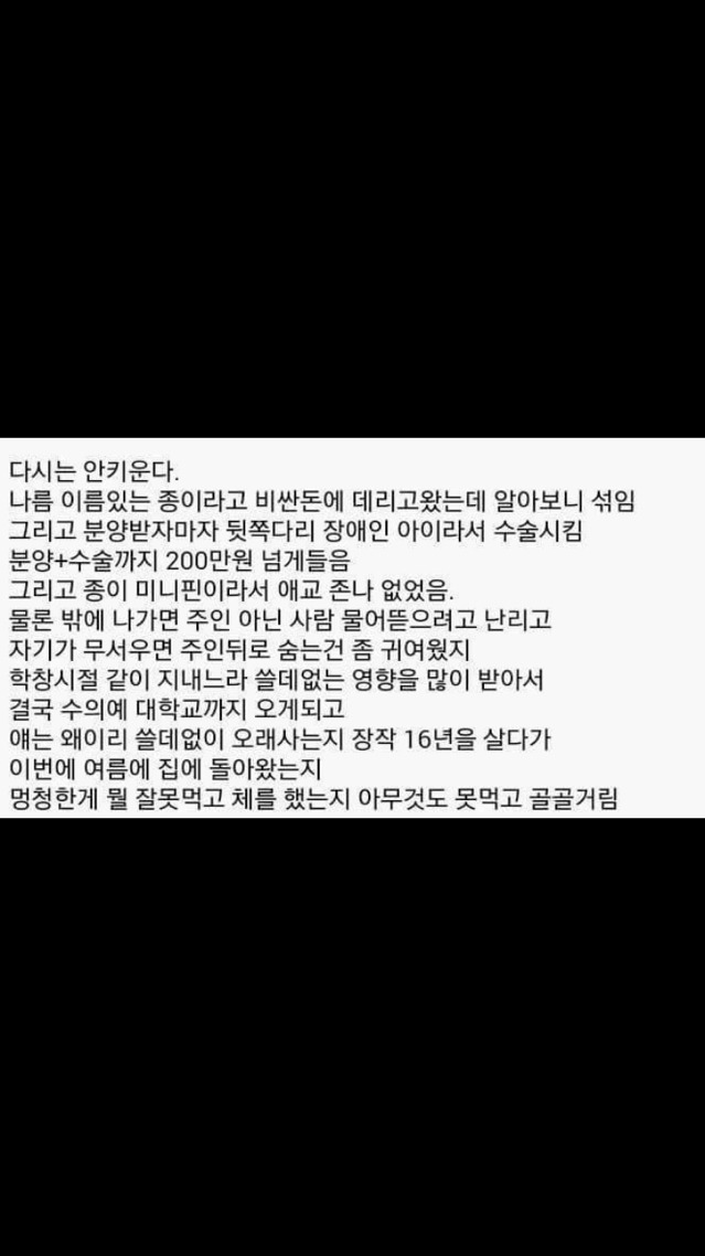 내가 다시는 애완 동물을 키우지 않는 이유 | 인스티즈