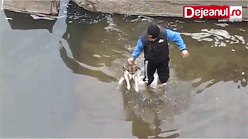 강아지를 구해주었다.gif | 인스티즈