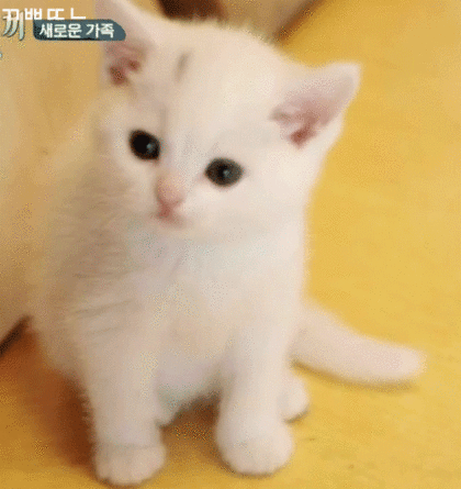 핑크코 핑크귀 핑크젤리인 흰둥이 터키쉬 앙고라 고양이.jpgif (feat. 벌이) | 인스티즈