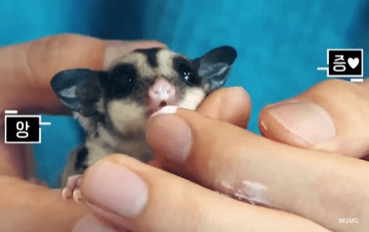 한 아이돌이 키운다는 애완동물 | 인스티즈