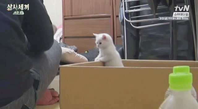 핑크코 핑크귀 핑크젤리인 흰둥이 터키쉬 앙고라 고양이.jpgif (feat. 벌이) | 인스티즈