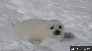 귀요미 하프물범 | 인스티즈