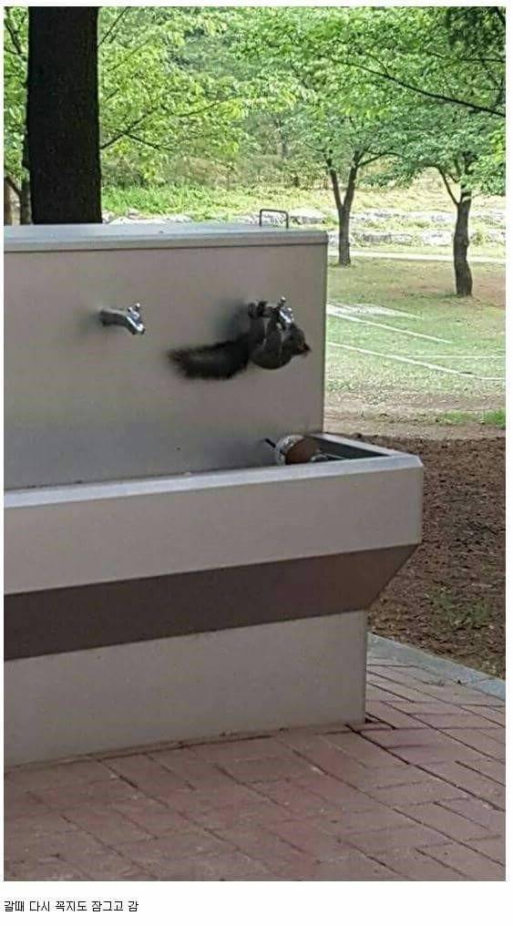 물 마시는 청설모.jpg | 인스티즈