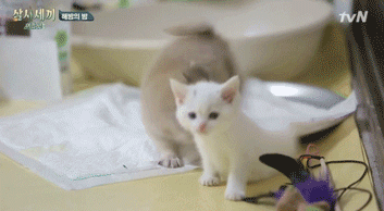 핑크코 핑크귀 핑크젤리인 흰둥이 터키쉬 앙고라 고양이.jpgif (feat. 벌이) | 인스티즈