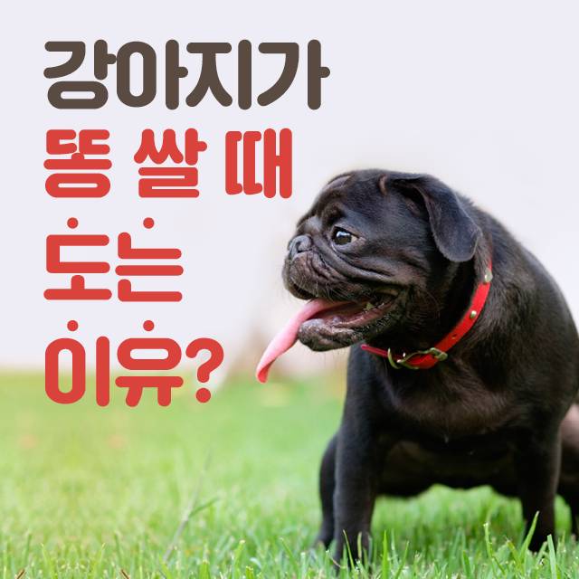 강아지가 똥 쌀 때 도는 이유!!!!!! | 인스티즈