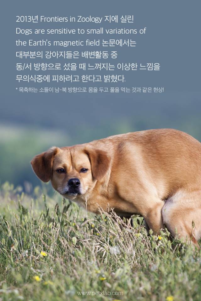 강아지가 똥 쌀 때 도는 이유!!!!!! | 인스티즈