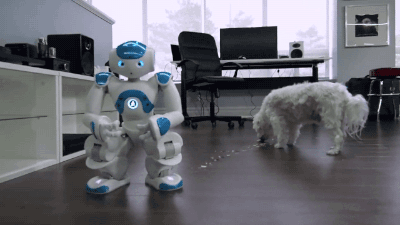 강아지 먹이주는 가정용 로봇.gif | 인스티즈