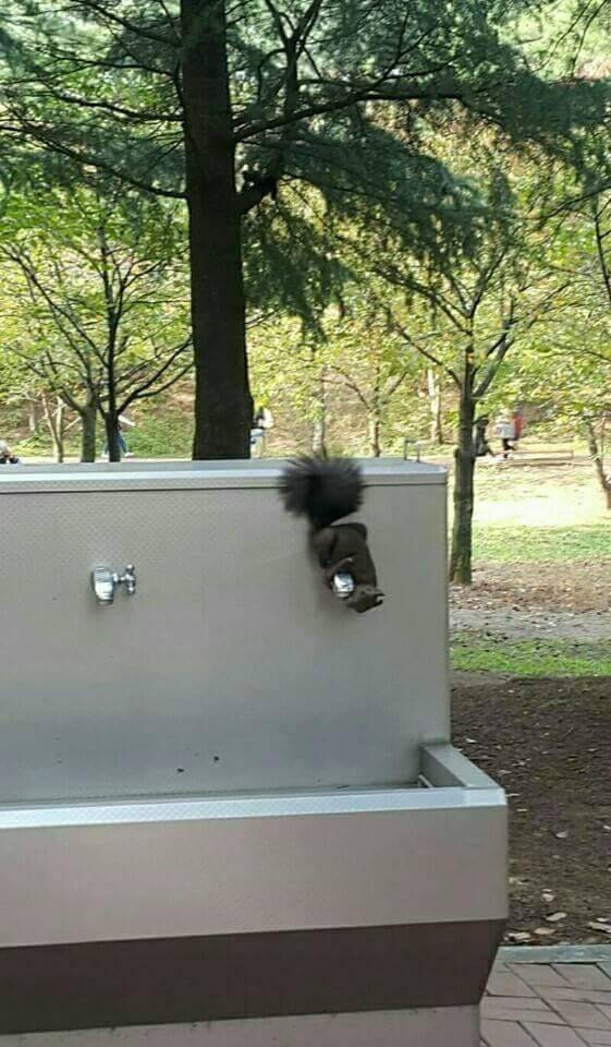 물 마시는 청설모.jpg | 인스티즈