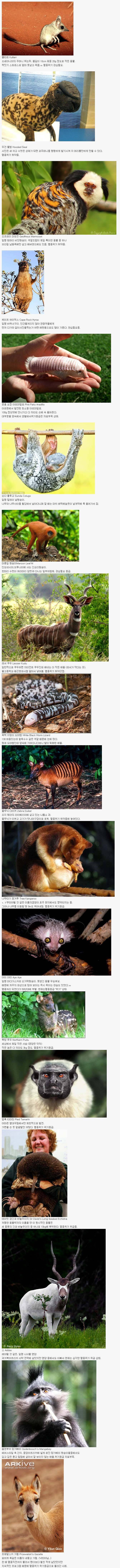 당신이 처음 봤을 수도 있는 희귀동물들 50종.list | 인스티즈