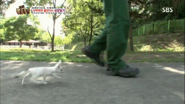 지나치게 귀여운 사막여우 움짤 8ㅅ8 | 인스티즈