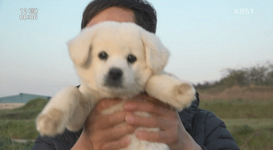 인간극장에 나온 짱귀탱 멍뭉이 복실이...(심장아픔주의) | 인스티즈