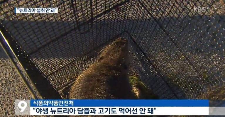 생태교란종 뉴트리아에서 웅담 성분이 나왔다는 발표 이후 | 인스티즈