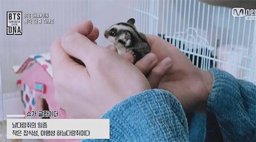 한 아이돌이 키운다는 애완동물 | 인스티즈