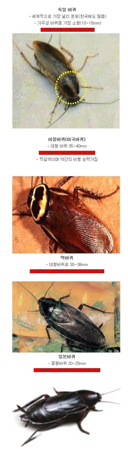 호0％에 도전하는 벌레.jpg (혐오주의) | 인스티즈