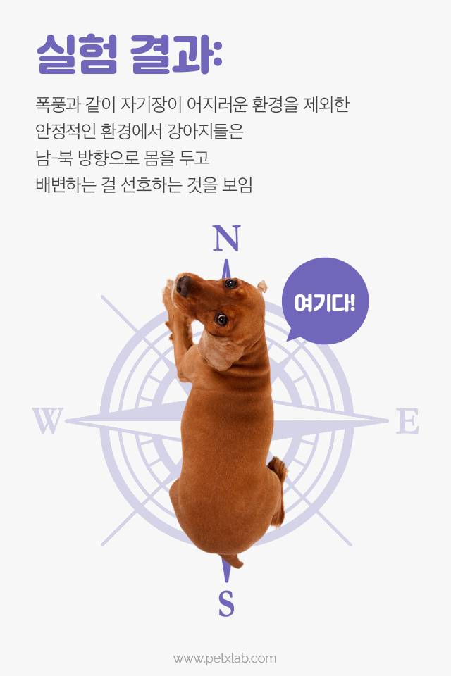 강아지가 똥 쌀 때 도는 이유!!!!!! | 인스티즈