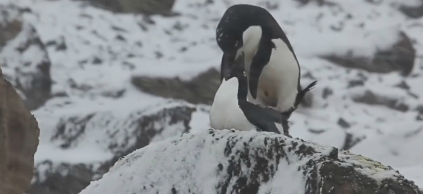 우리가 몰랐던 동물들의 기묘한 성욕 (다소 놀라움 주의) | 인스티즈