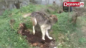 강아지를 구해주었다.gif | 인스티즈