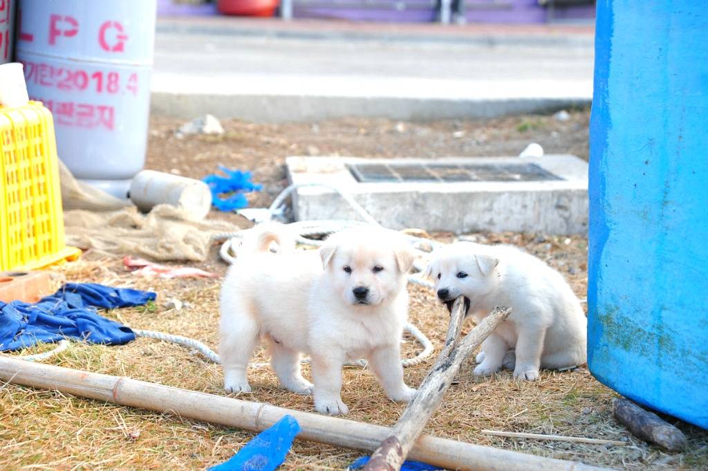 백구 새끼들.jpg | 인스티즈