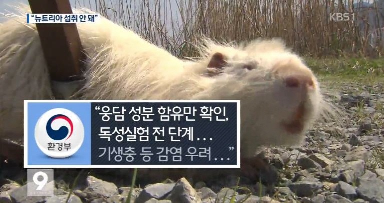생태교란종 뉴트리아에서 웅담 성분이 나왔다는 발표 이후 | 인스티즈