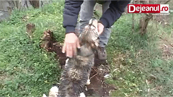 강아지를 구해주었다.gif | 인스티즈