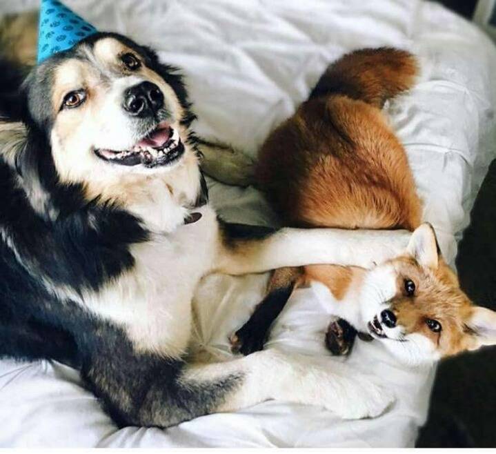 친하게 지낸다는 강아지와 여우 | 인스티즈