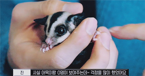 한 아이돌이 키운다는 애완동물 | 인스티즈