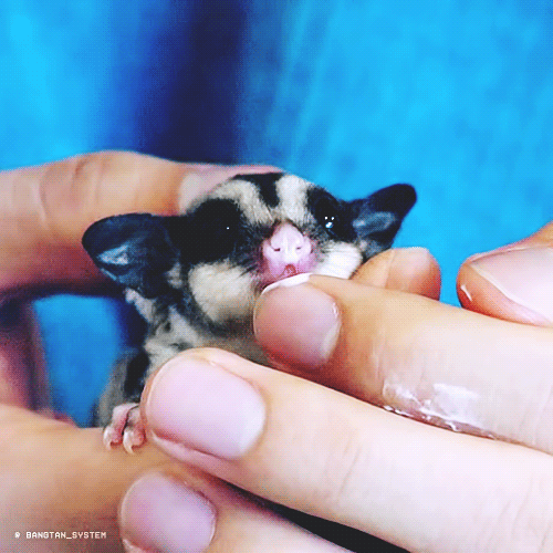 한 아이돌이 키운다는 애완동물 | 인스티즈