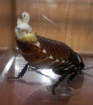 호0％에 도전하는 벌레.jpg (혐오주의) | 인스티즈